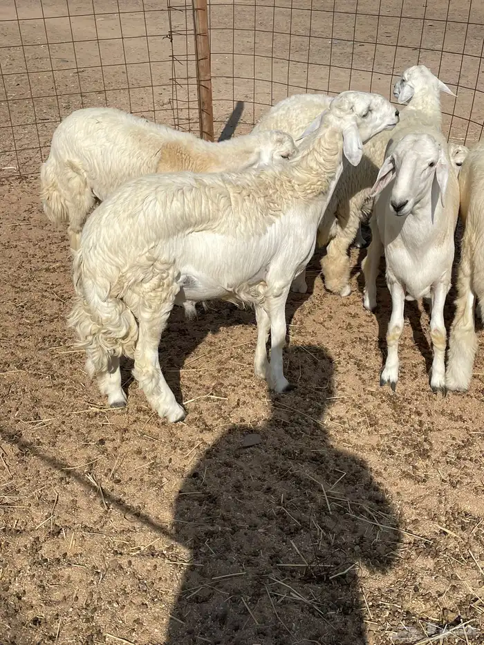 ذبايح التميز غنم حري في جده وفيه توصيل 1