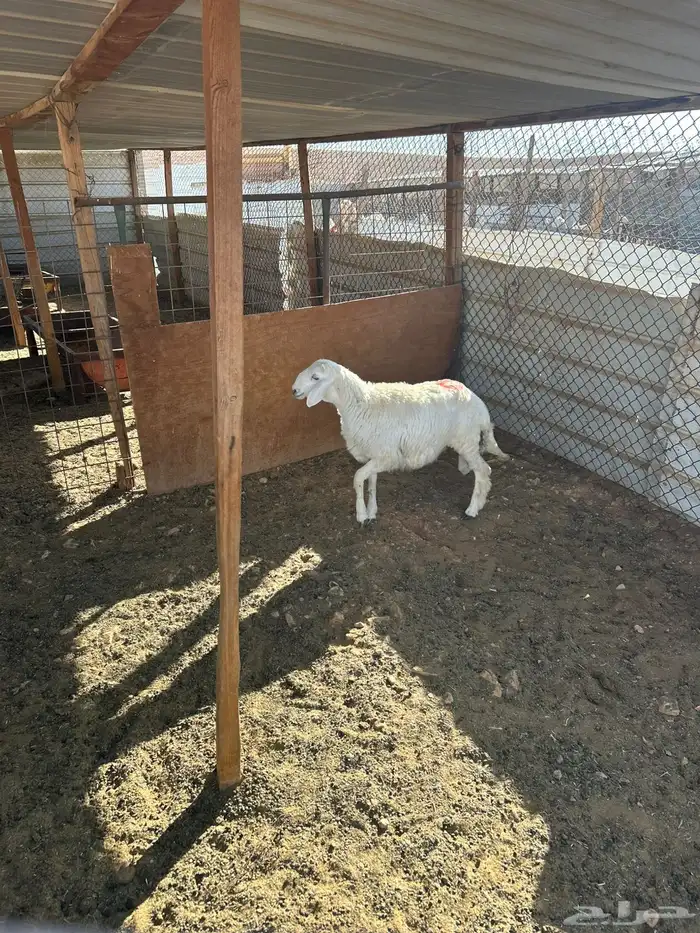 رخل حري طيبه 0