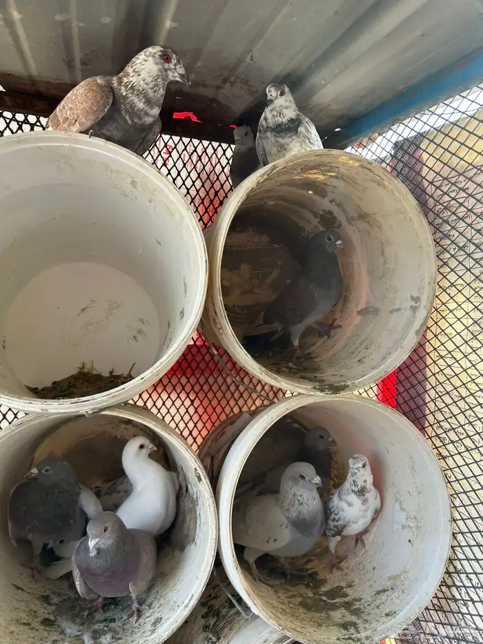 حمام مشكل فرنسي زاجل 4