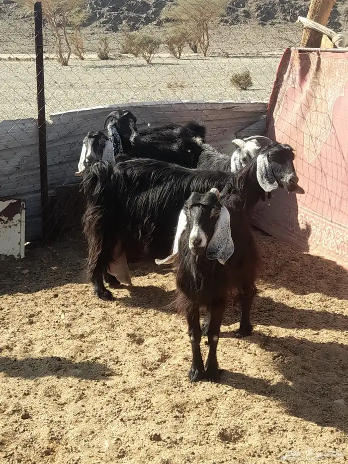 للبيع معزا عارضيات الموقع القراصه 0