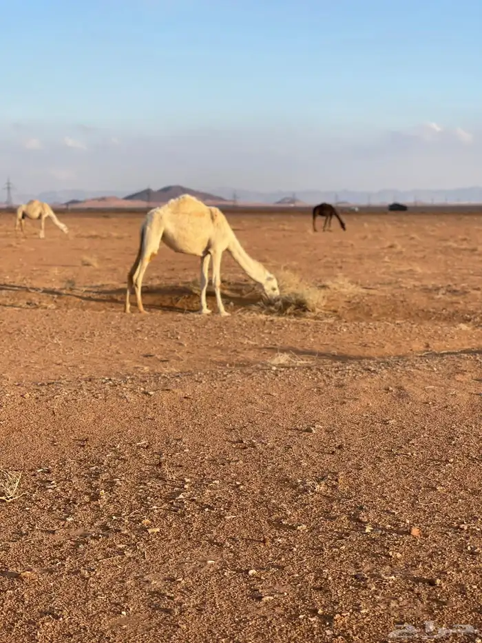 للبيع بكره طيبه 1