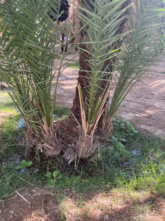 جميع أنواع النخيل 9