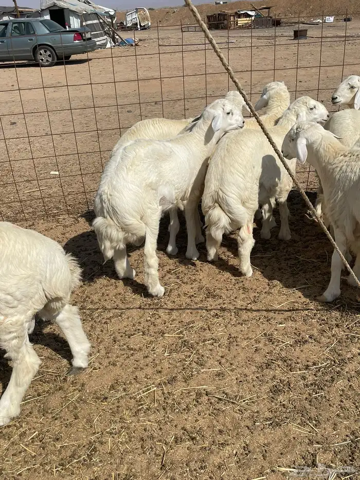 ذبايح التميز غنم حري في جده وفيه توصيل 15