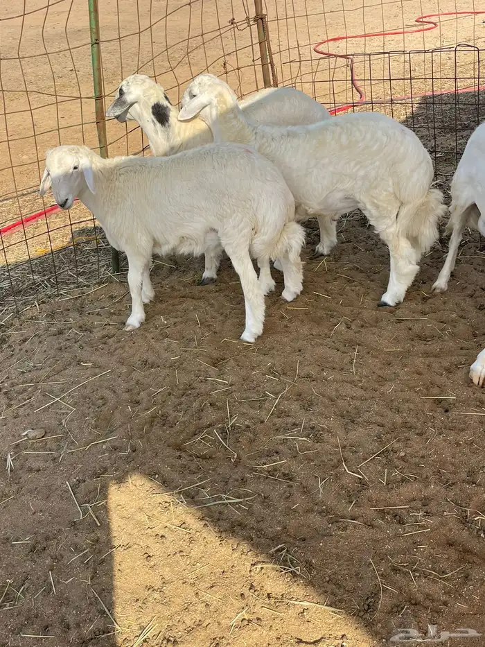 ذبايح التميز غنم حري في جده وفيه توصيل 9