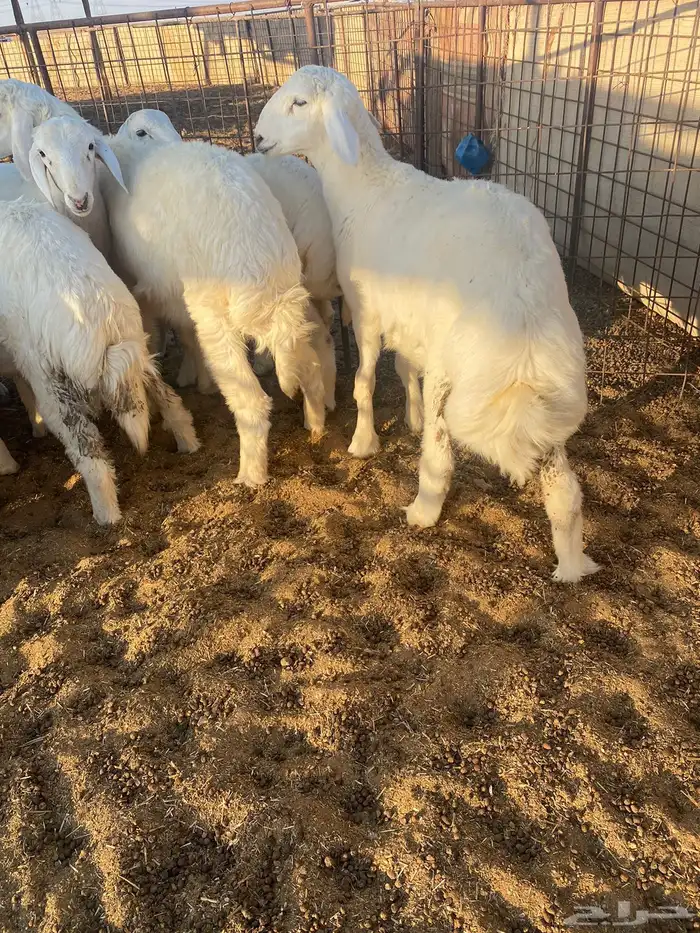 للبيع بهم حري 0