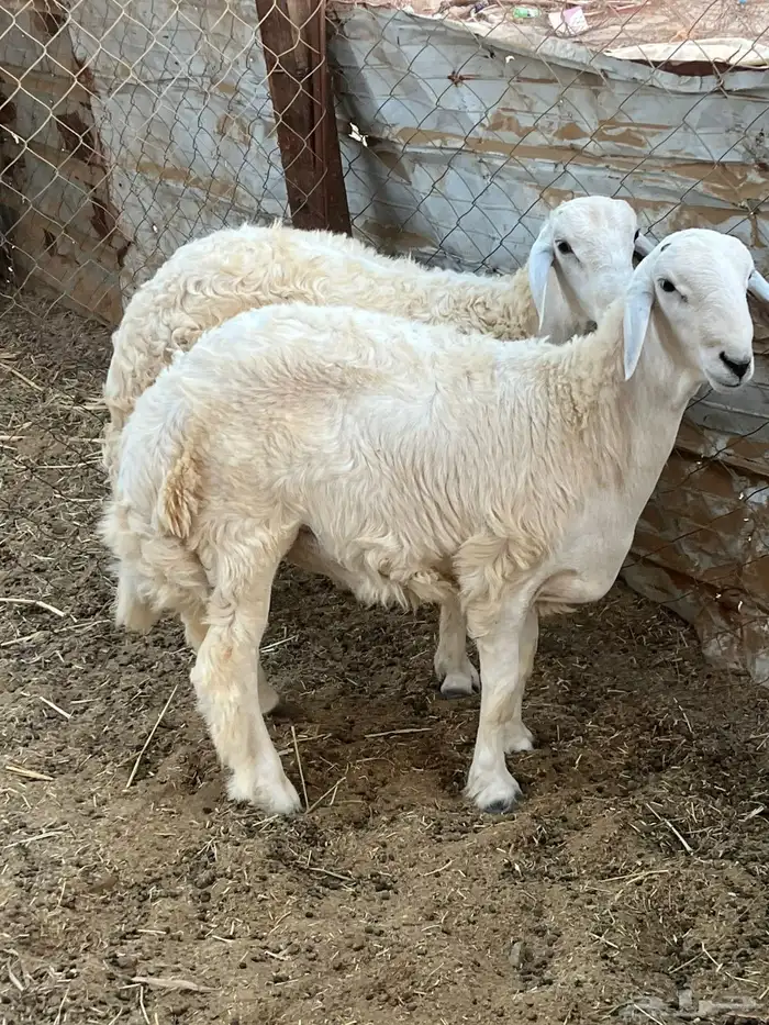 طليان ((تم البيع )) 1