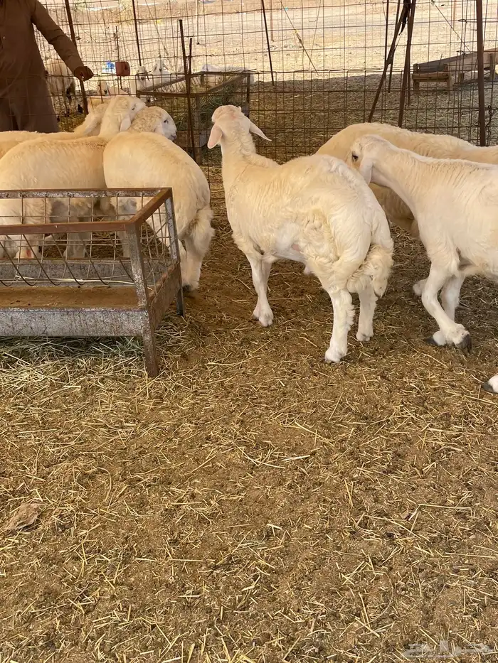 ذبايح التميز غنم حري في جده وفيه توصيل 7