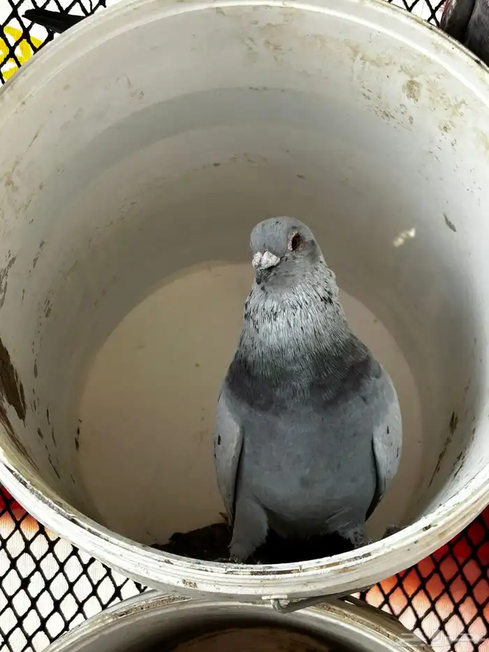 حمام مشكل فرنسي زاجل 0