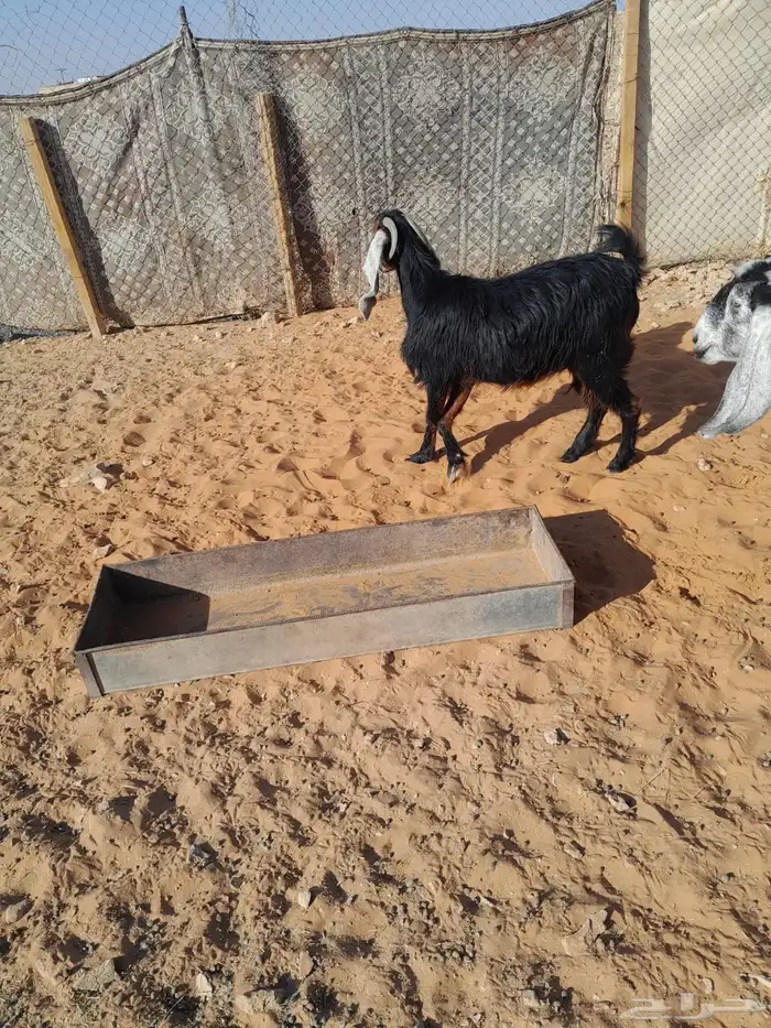 عنز حايل ماقد ولدة والعلم عند الله 1