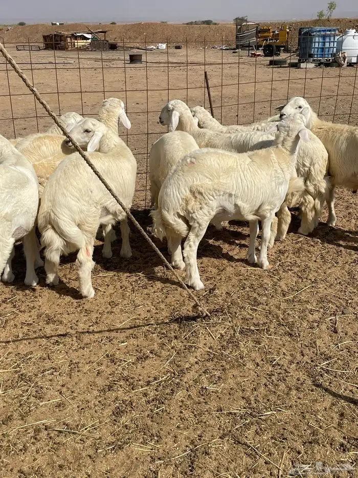 ذبايح التميز غنم حري في جده وفيه توصيل 17