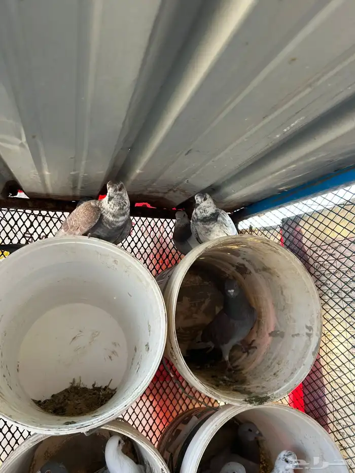 حمام مشكل فرنسي زاجل 2