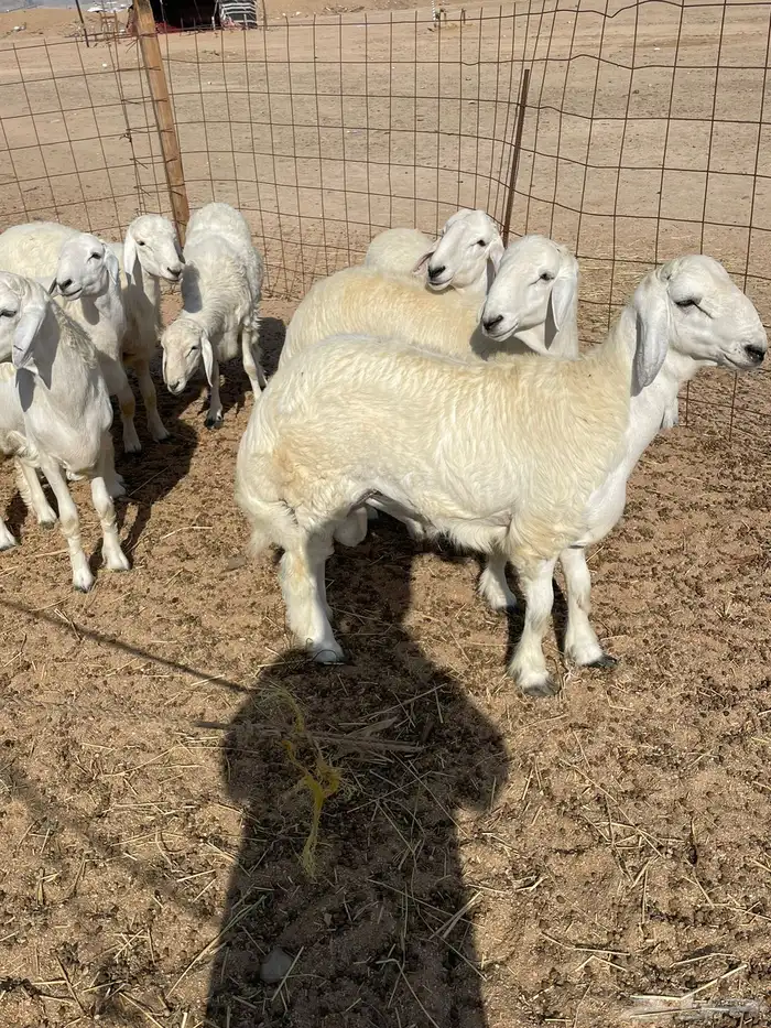 ذبايح التميز غنم حري في جده وفيه توصيل 5