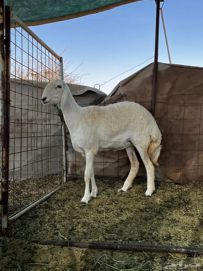 رخل صنف كفو 1