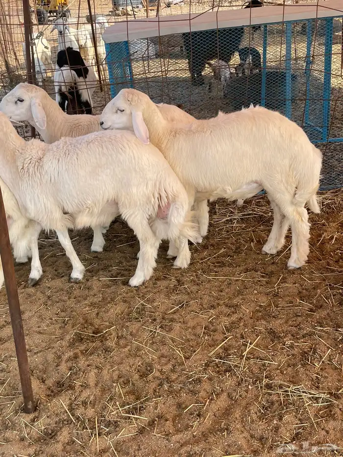 ذبايح التميز غنم حري في جده وفيه توصيل 0