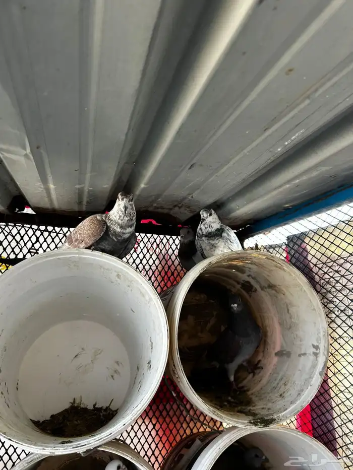 حمام مشكل فرنسي زاجل 1