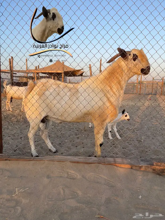 بيع وشراء نوادر الماعز البيشي 4