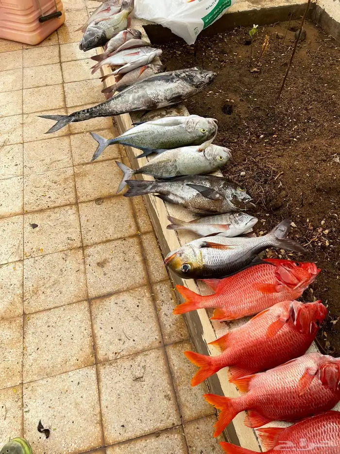 قارب رحلات بحرية 3