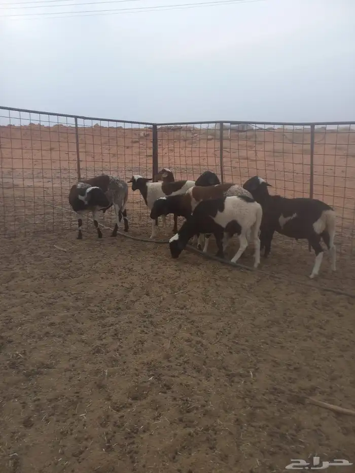 خرفان هجين دورب وبربري 2