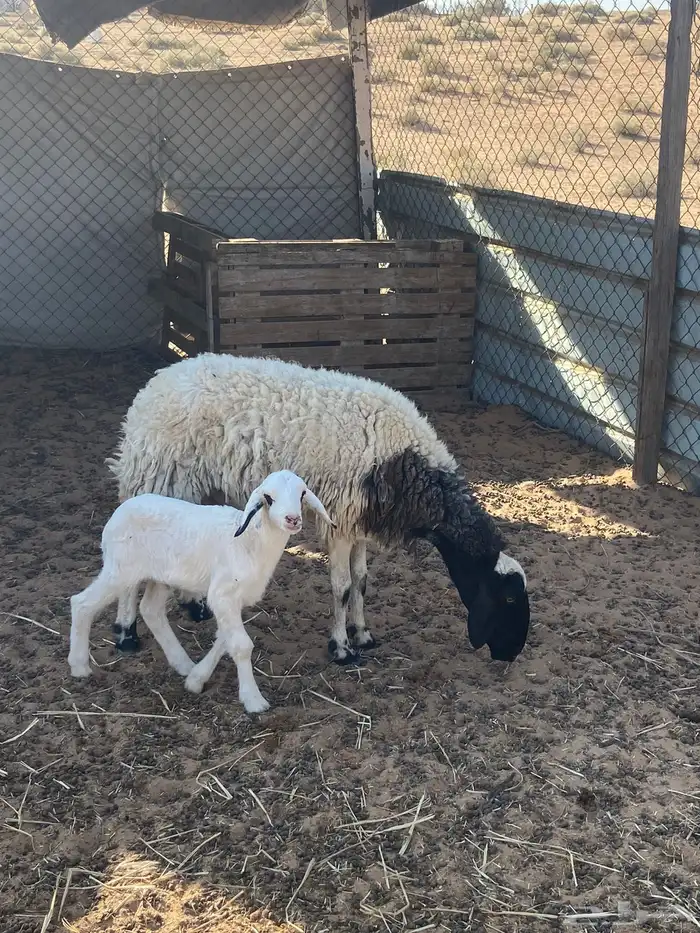 نعيميه والد معها خروف 1