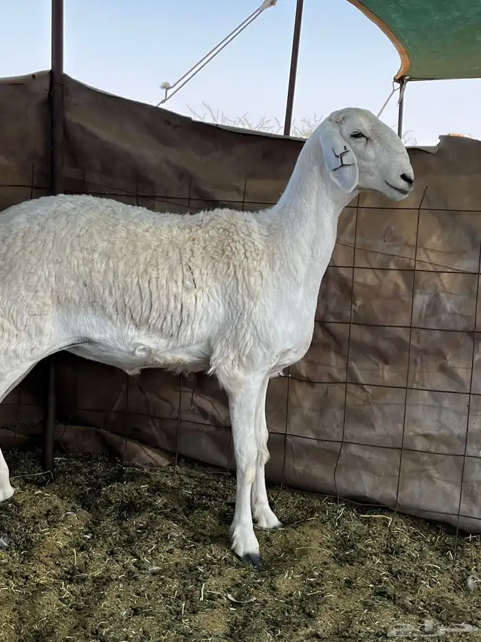 رخل صنف كفو 5