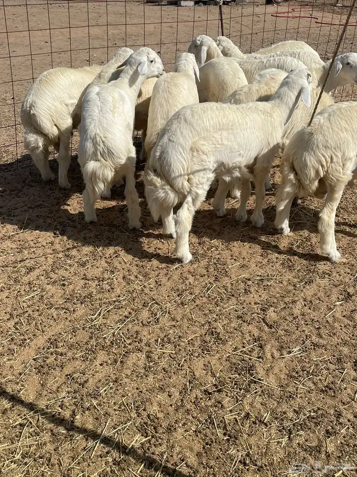 ذبايح التميز غنم حري في جده وفيه توصيل 13
