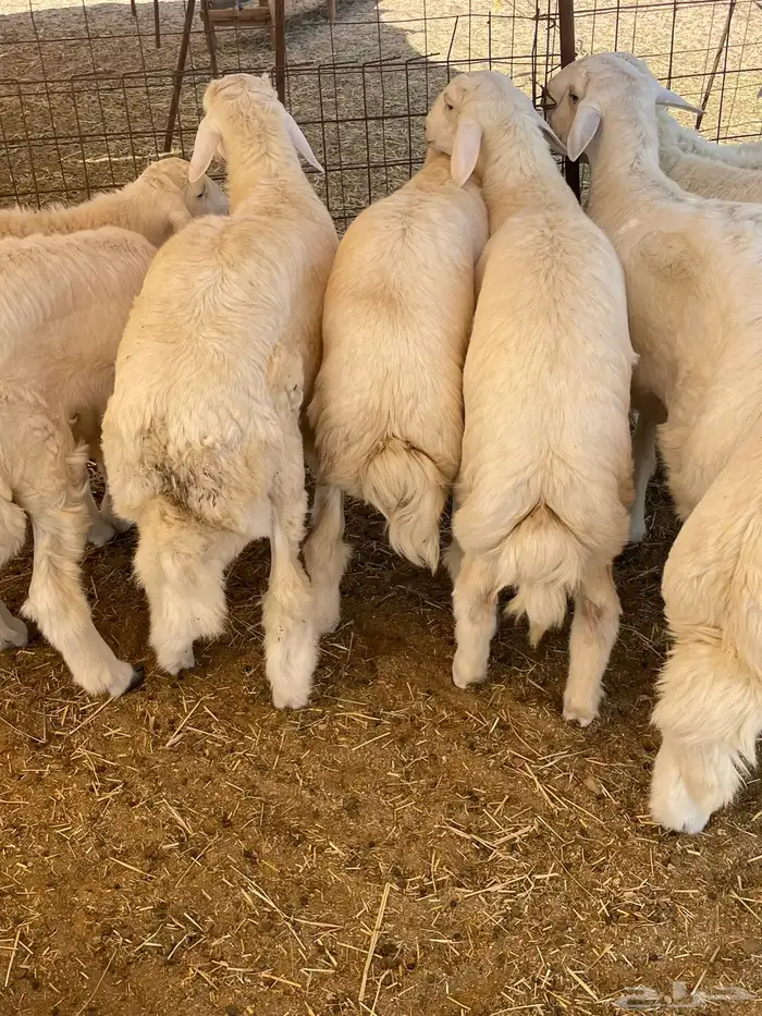 ذبايح التميز غنم حري في جده وفيه توصيل 21