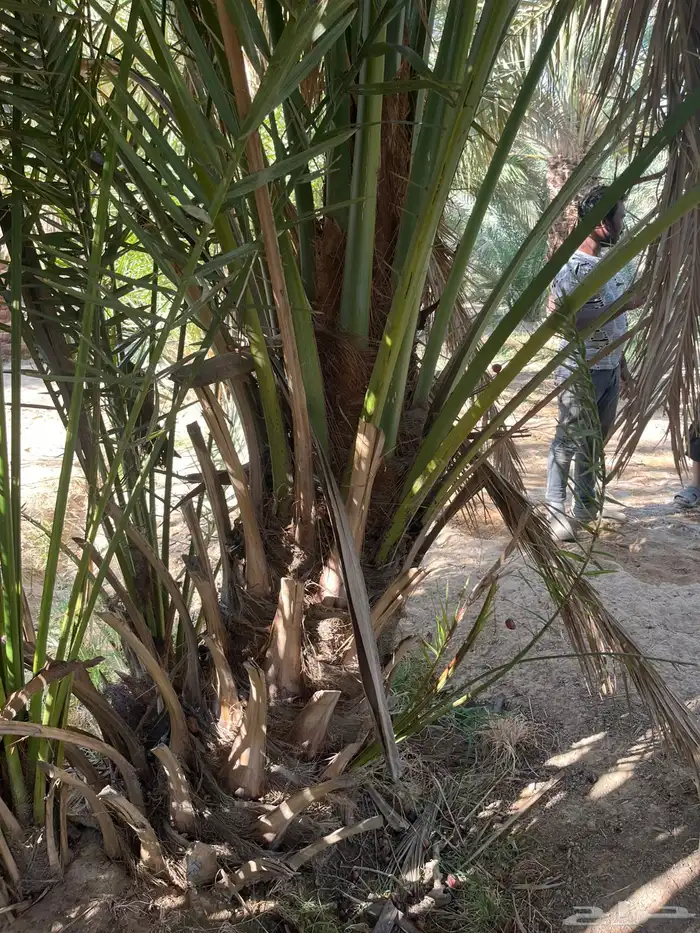 جميع أنواع النخيل 10