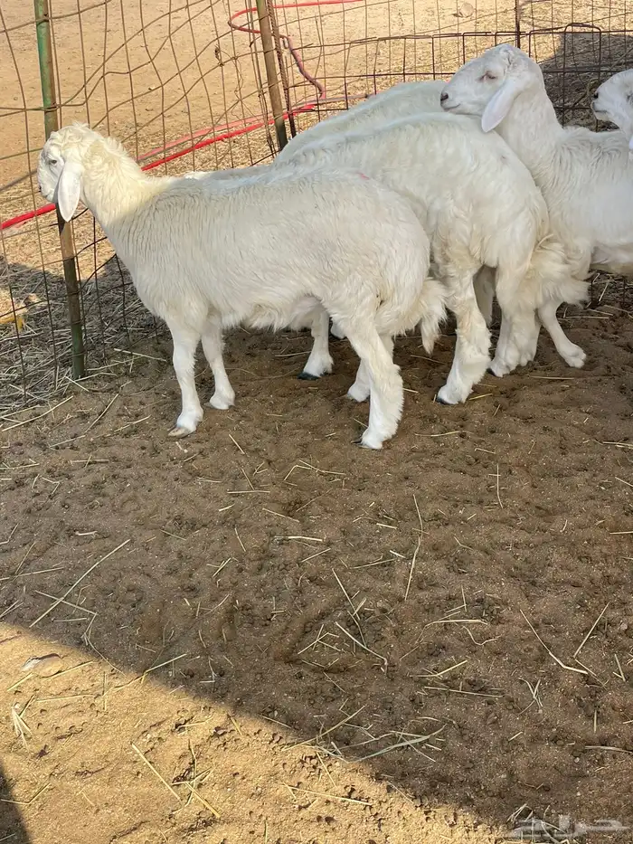 ذبايح التميز غنم حري في جده وفيه توصيل 6