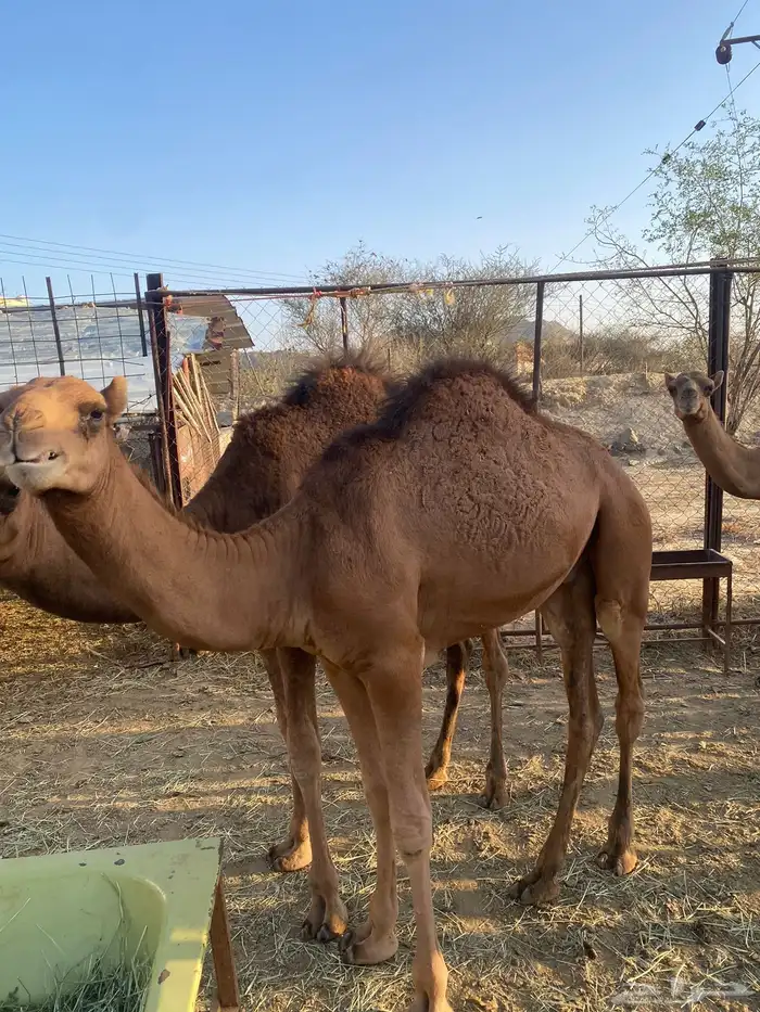 قعدان حمر 10