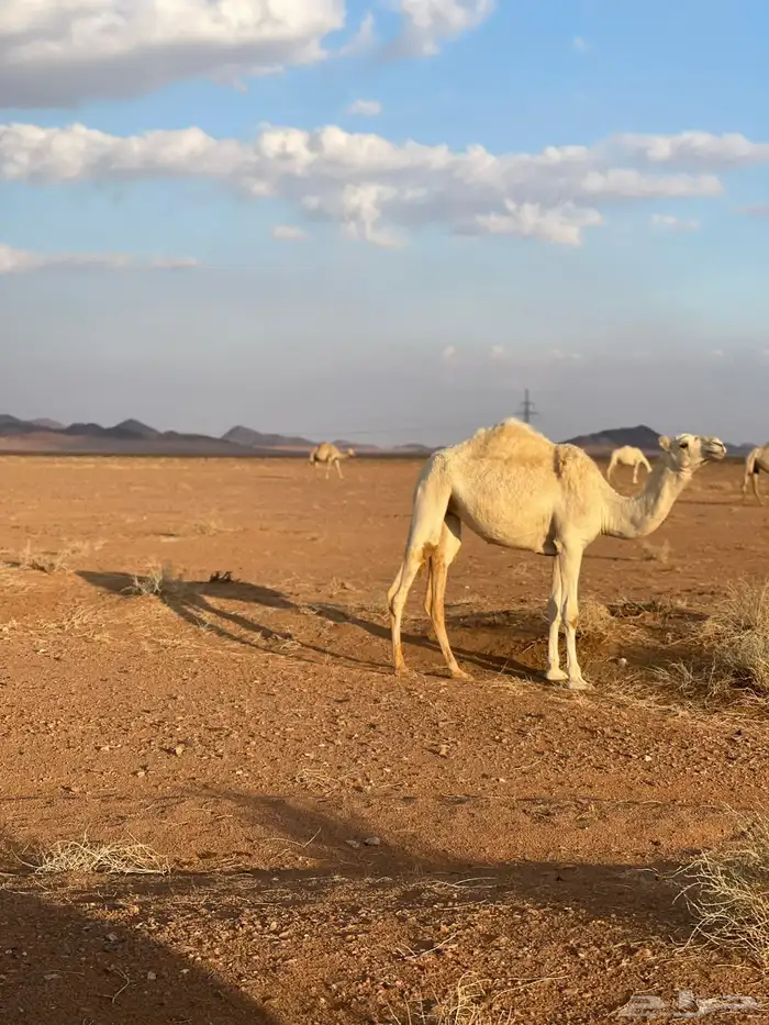 للبيع بكره طيبه 2