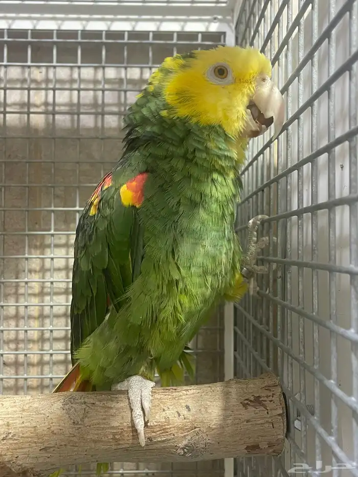 ذكر امزوني دبل هد ماقنه منتج 1