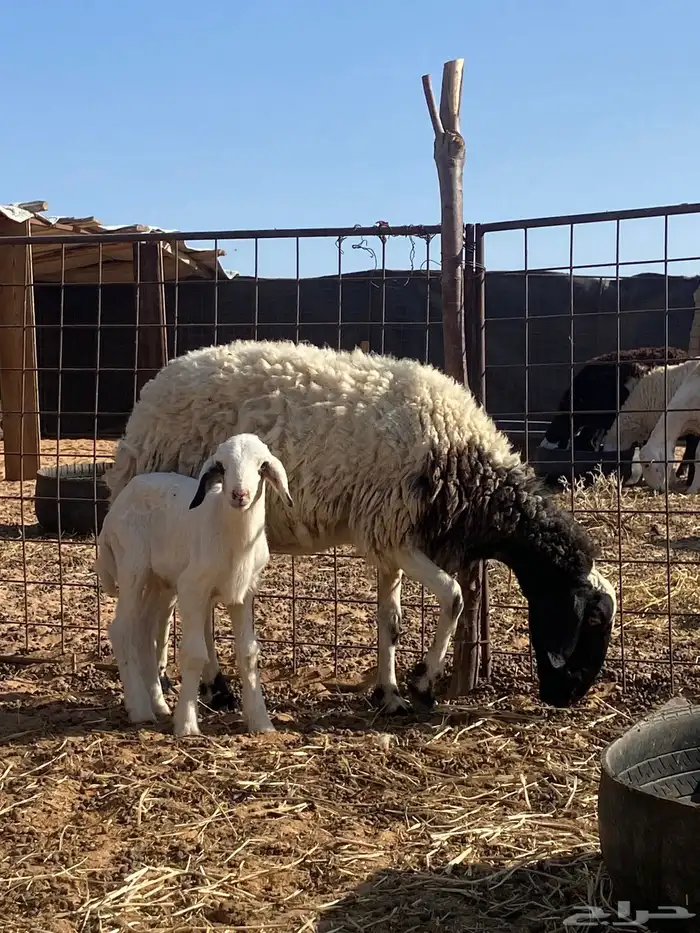 نعيميه والد معها خروف 0