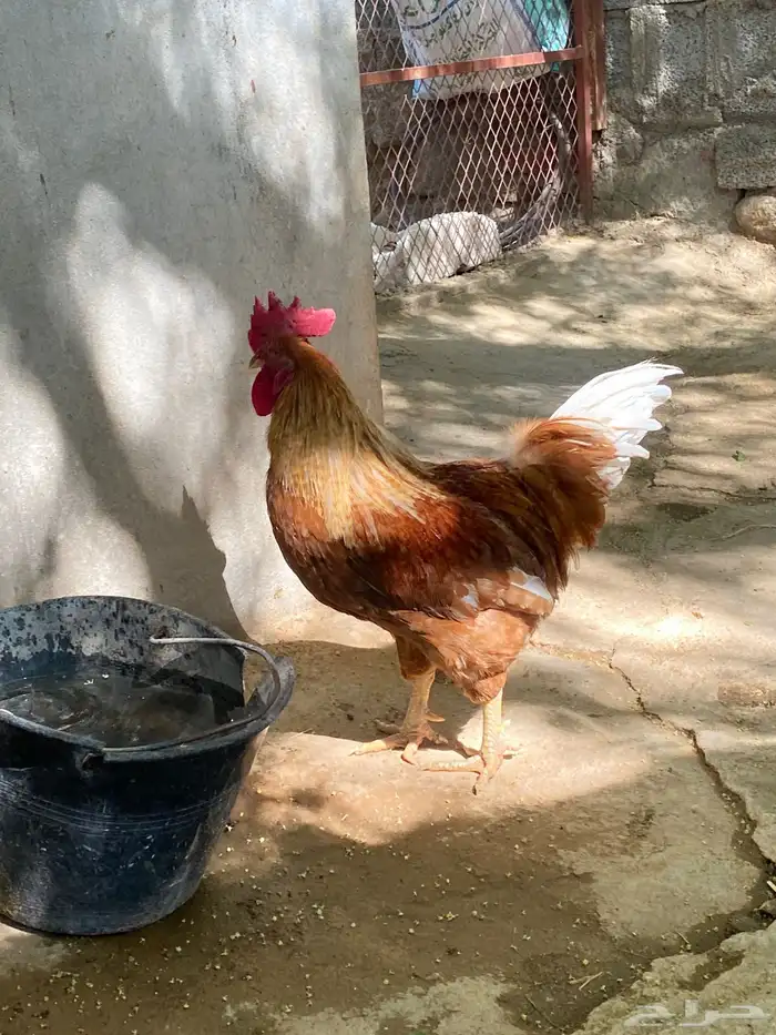 ديك لوهمان 0