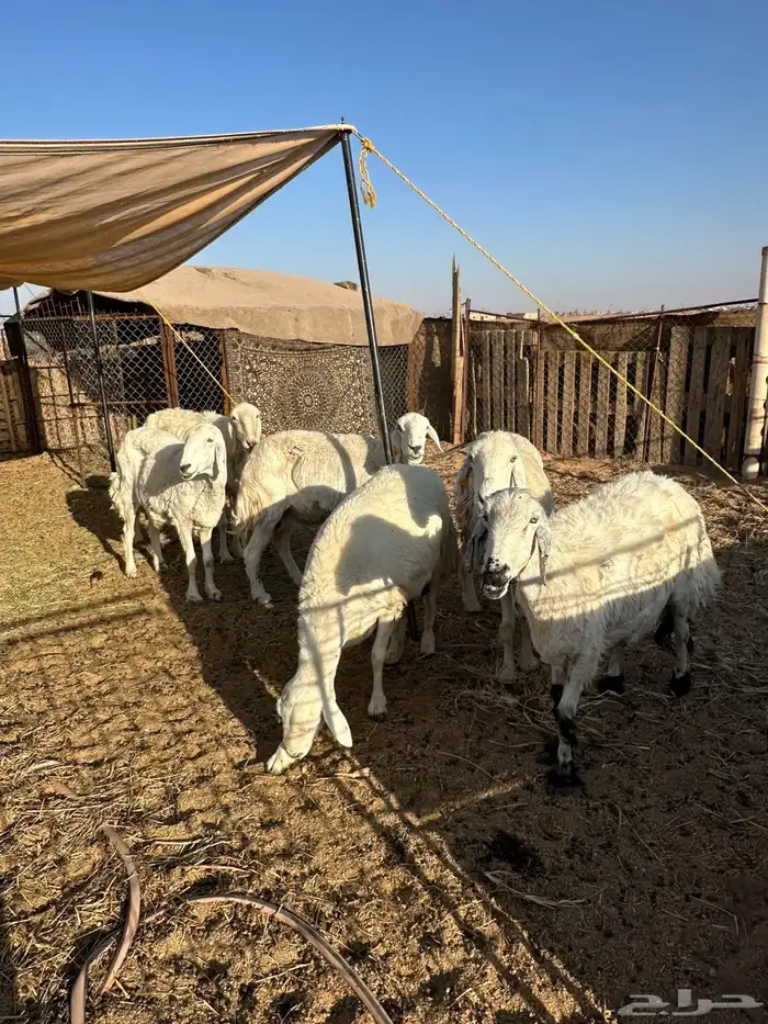 غنم حريه وعنز 0