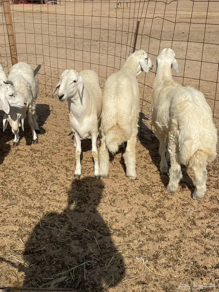 ذبايح التميز غنم حري في جده وفيه توصيل 8