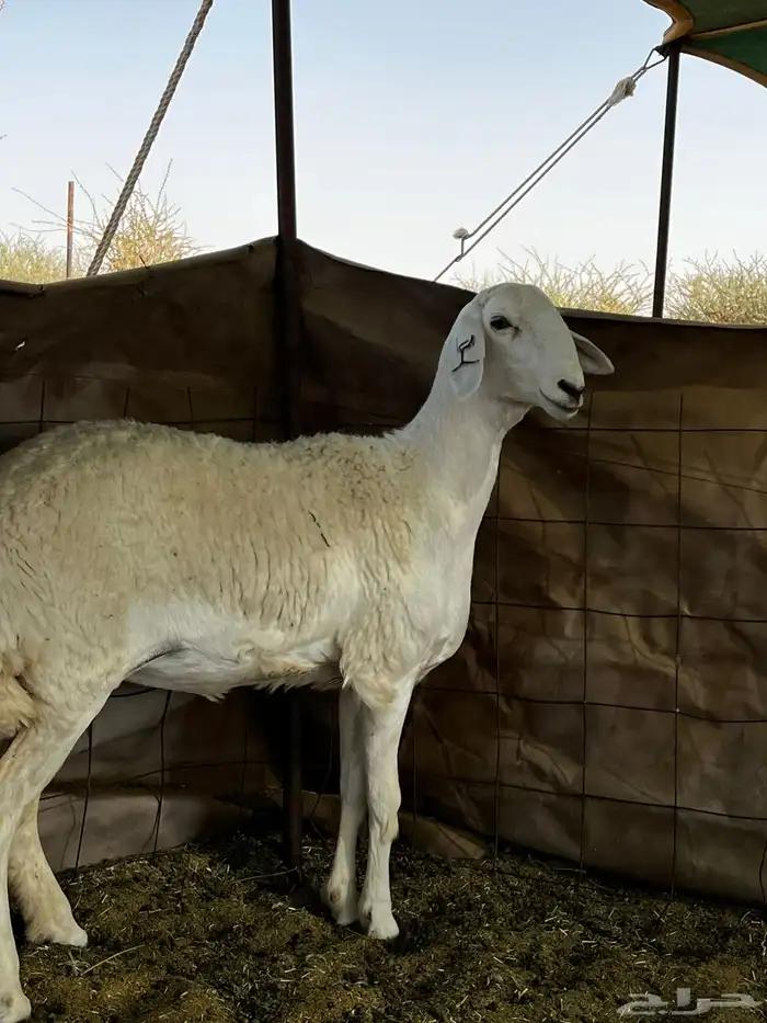 رخل صنف كفو 6