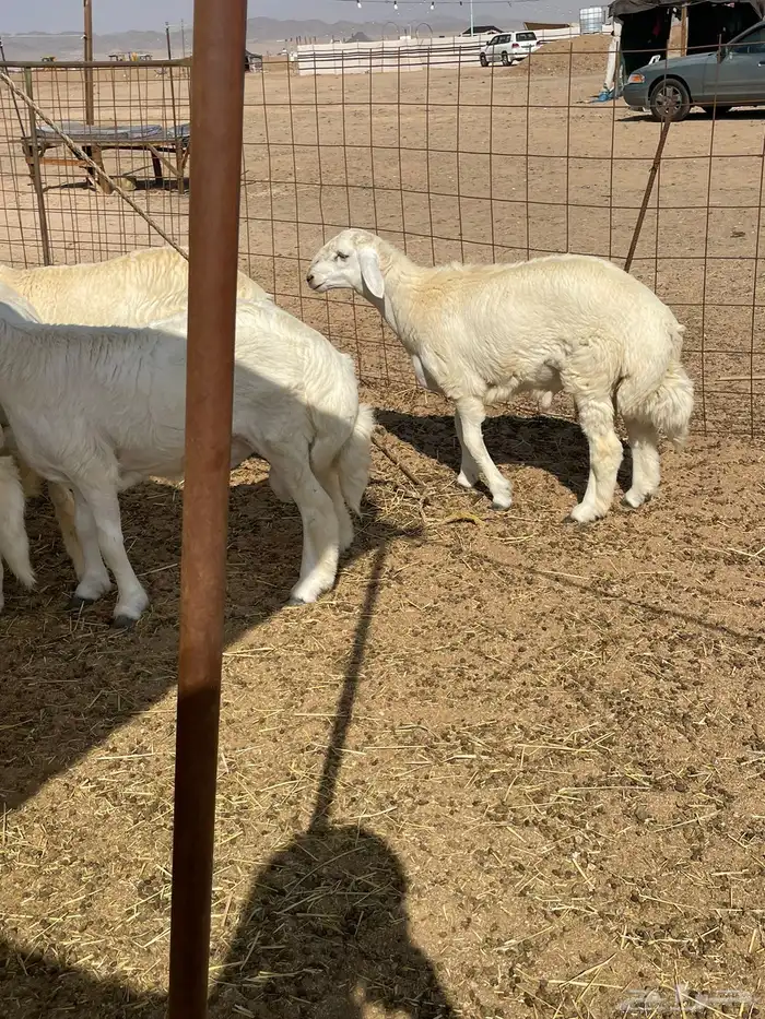 ذبايح التميز غنم حري في جده وفيه توصيل 23