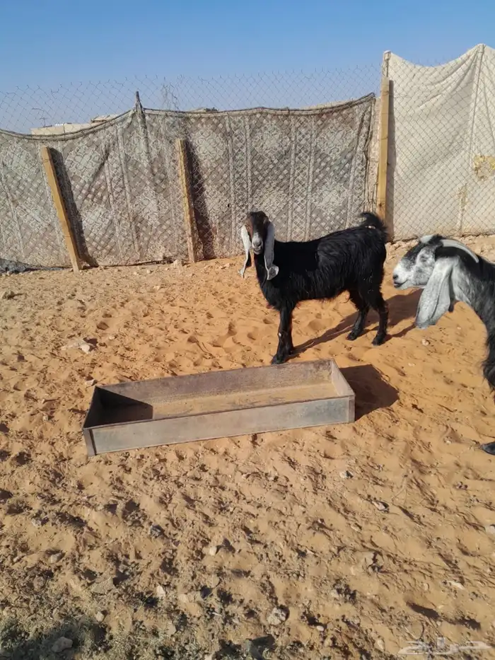 عنز حايل ماقد ولدة والعلم عند الله 0