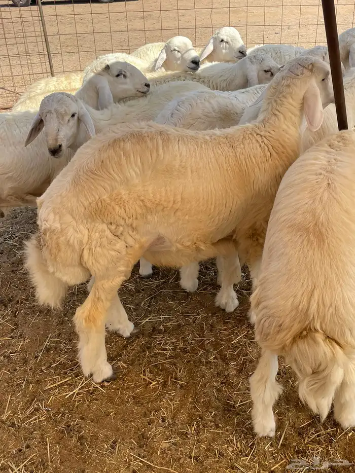 ذبايح التميز غنم حري في جده وفيه توصيل 24