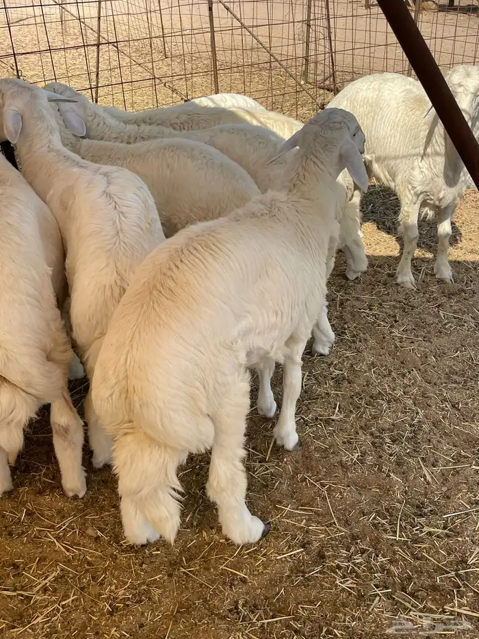 ذبايح التميز غنم حري في جده وفيه توصيل 11