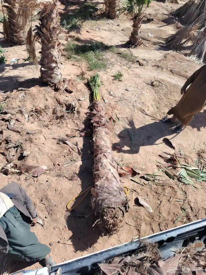 يوجد لدينا نخل زينه وشنطن الموقع شقرالمجمعه ساجر الدودمي 1