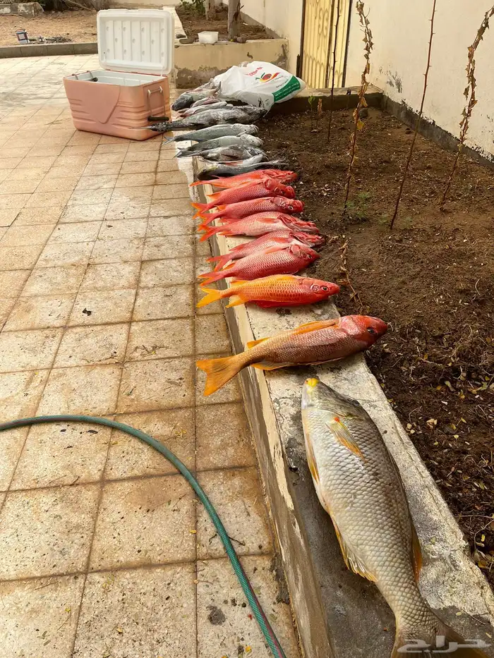 قارب رحلات بحرية 2