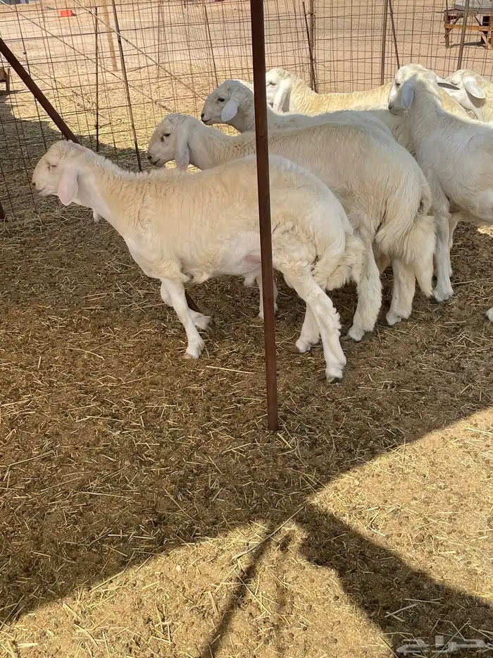 ذبايح التميز غنم حري في جده وفيه توصيل 22