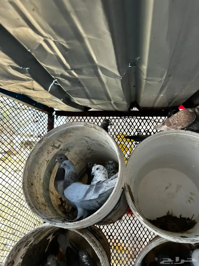 حمام مشكل فرنسي زاجل 6