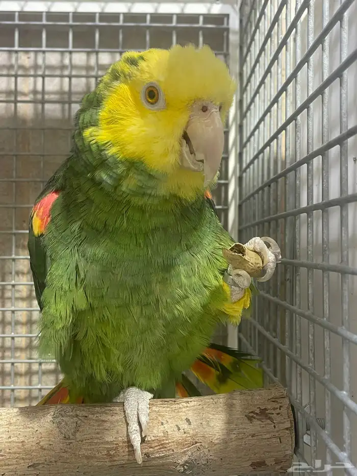 ذكر امزوني دبل هد ماقنه منتج 0