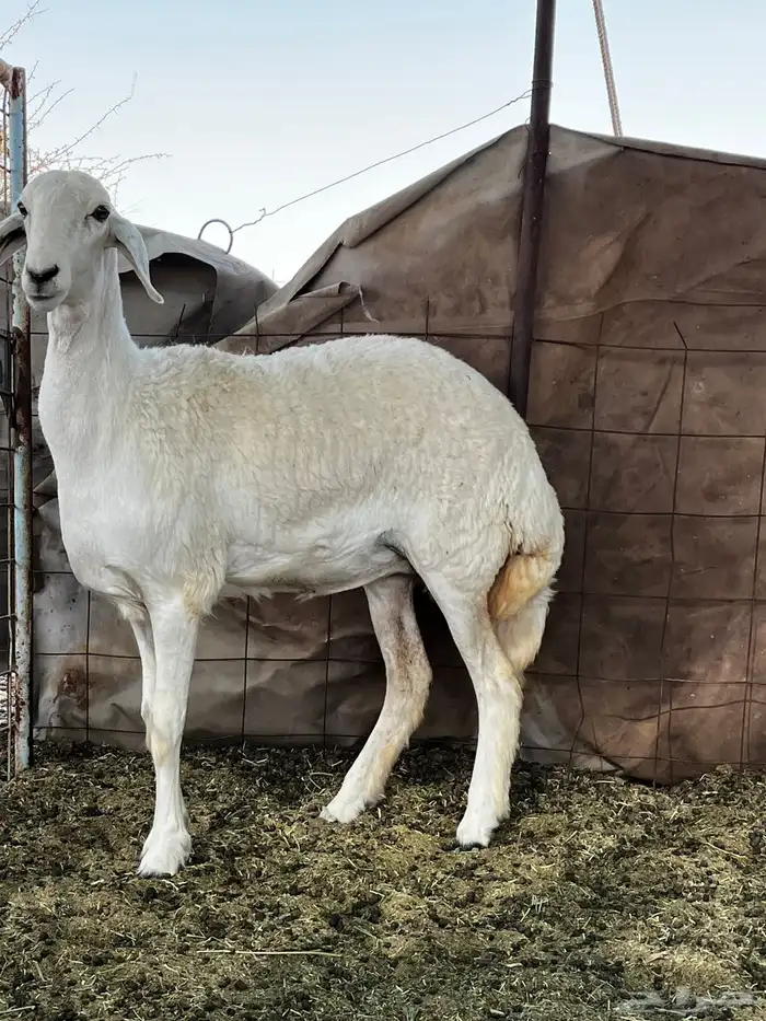 رخل صنف كفو 0