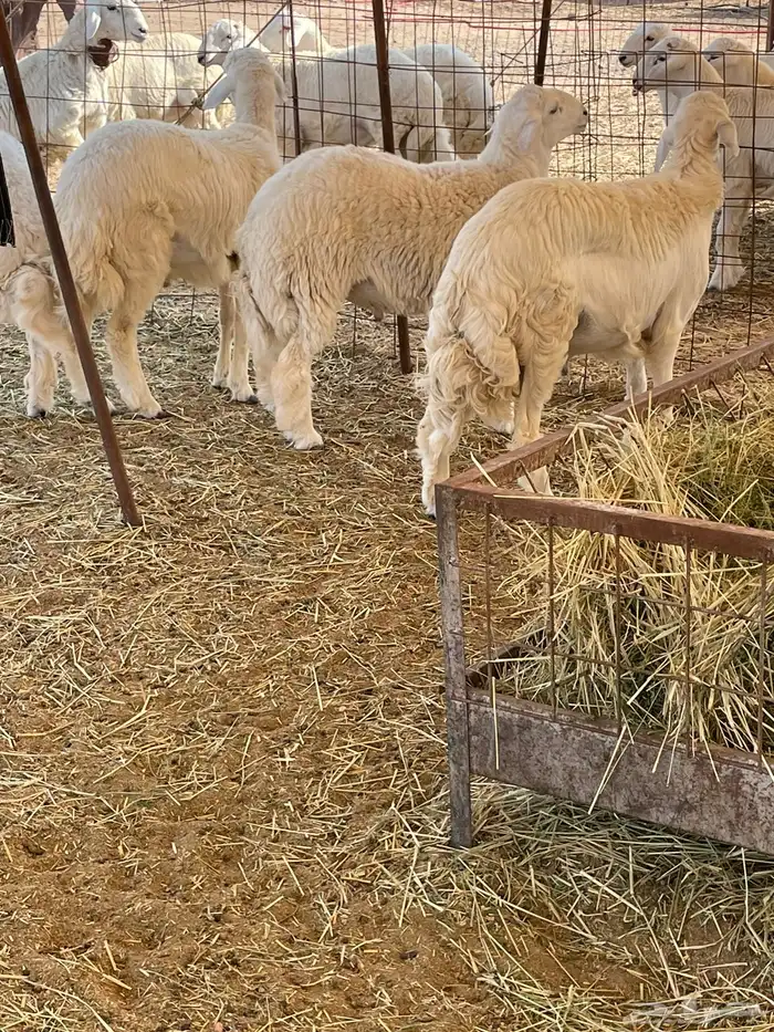 ذبايح التميز غنم حري في جده وفيه توصيل 4