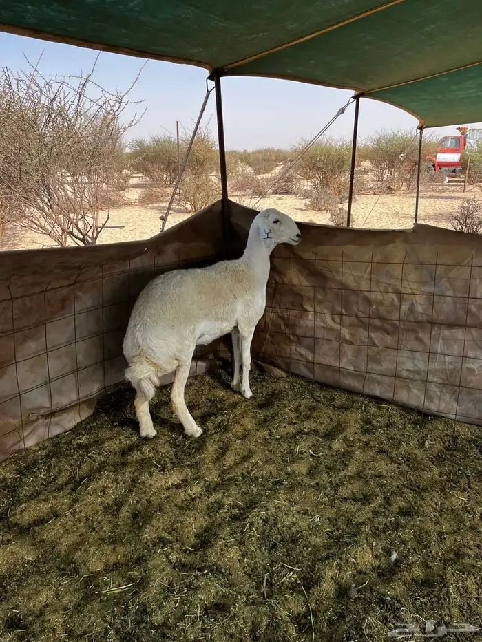 رخل صنف كفو 4