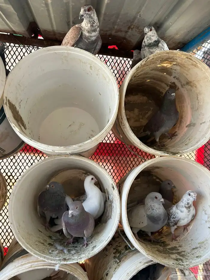 حمام مشكل فرنسي زاجل 3