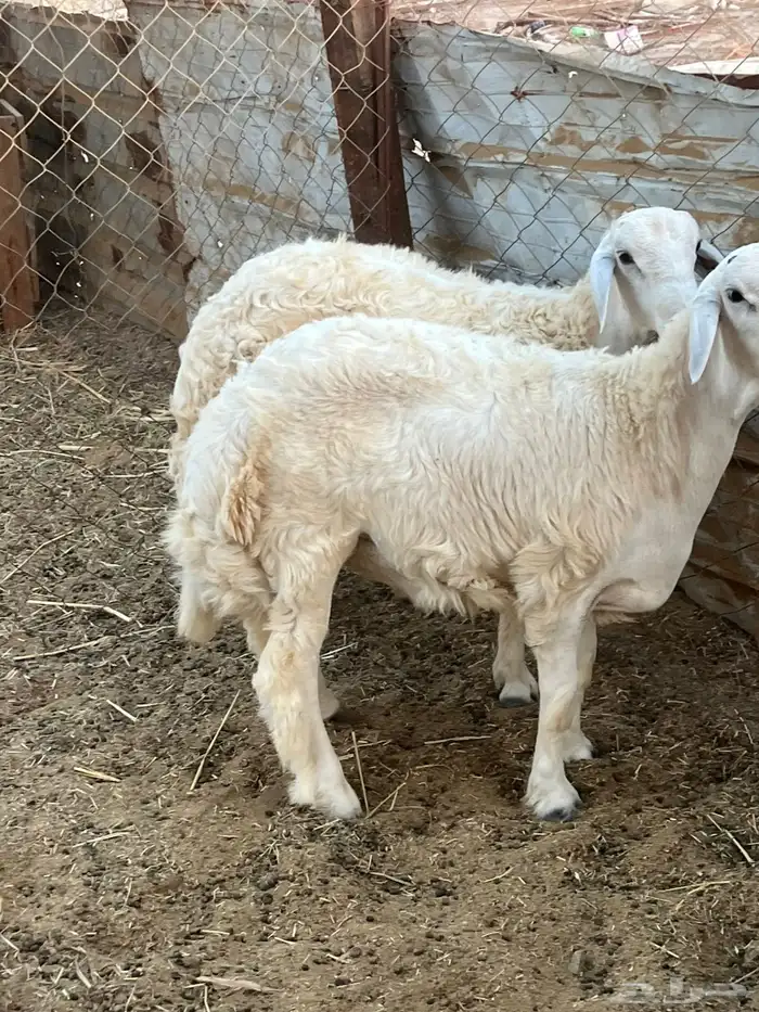 طليان ((تم البيع )) 0